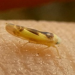 Edwardsiana gratiosa